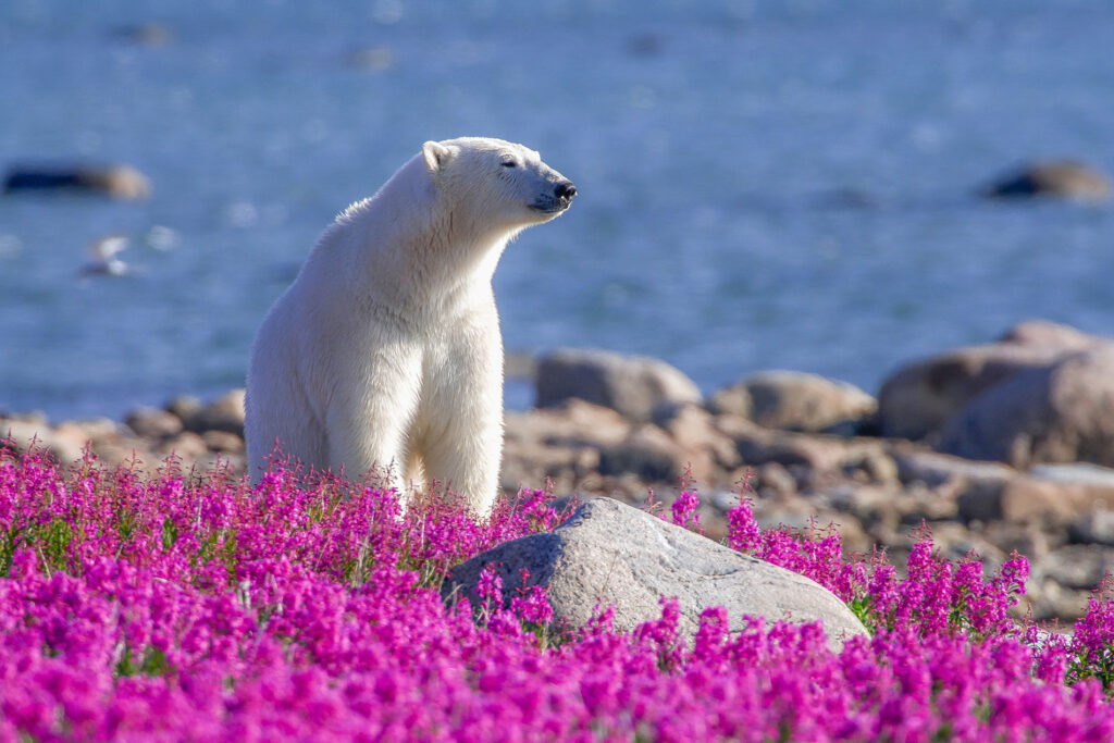 agence-de-voyage-de-luxe-observation-des-ours-polaires-au-canada-1-1