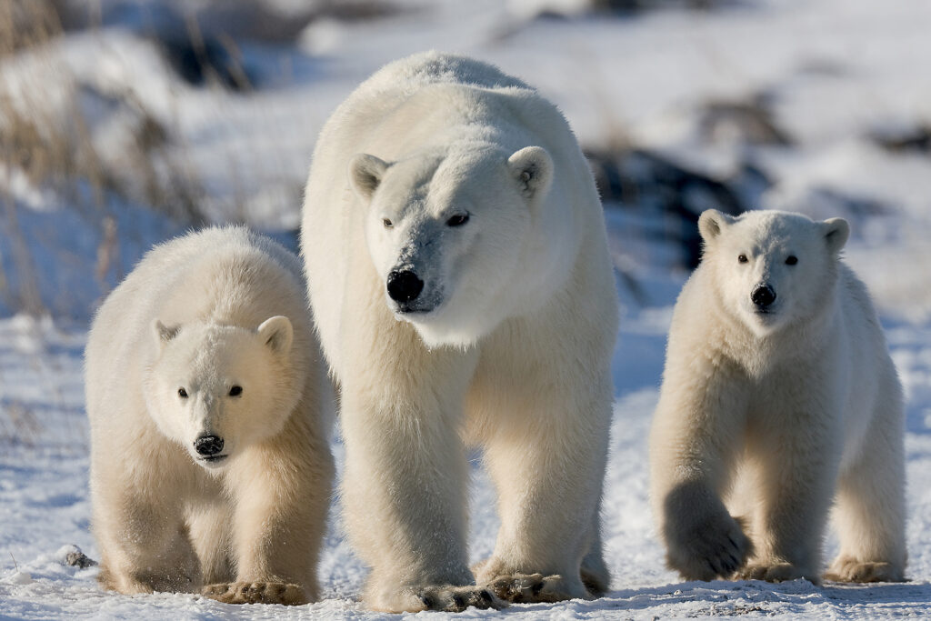 When polar bears are born, they weigh only 600 grams (1.3 pounds). They leave their winter den in April and are nursed by the female for 18–30 months. Therefore, females have cubs only once every 3 years.