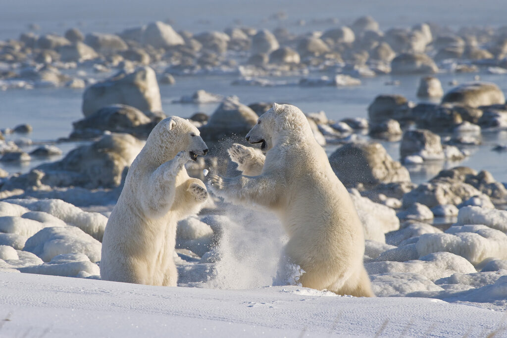 agence-de-voyage-de-luxe-observation-des-ours-polaires-au-canada-6-1