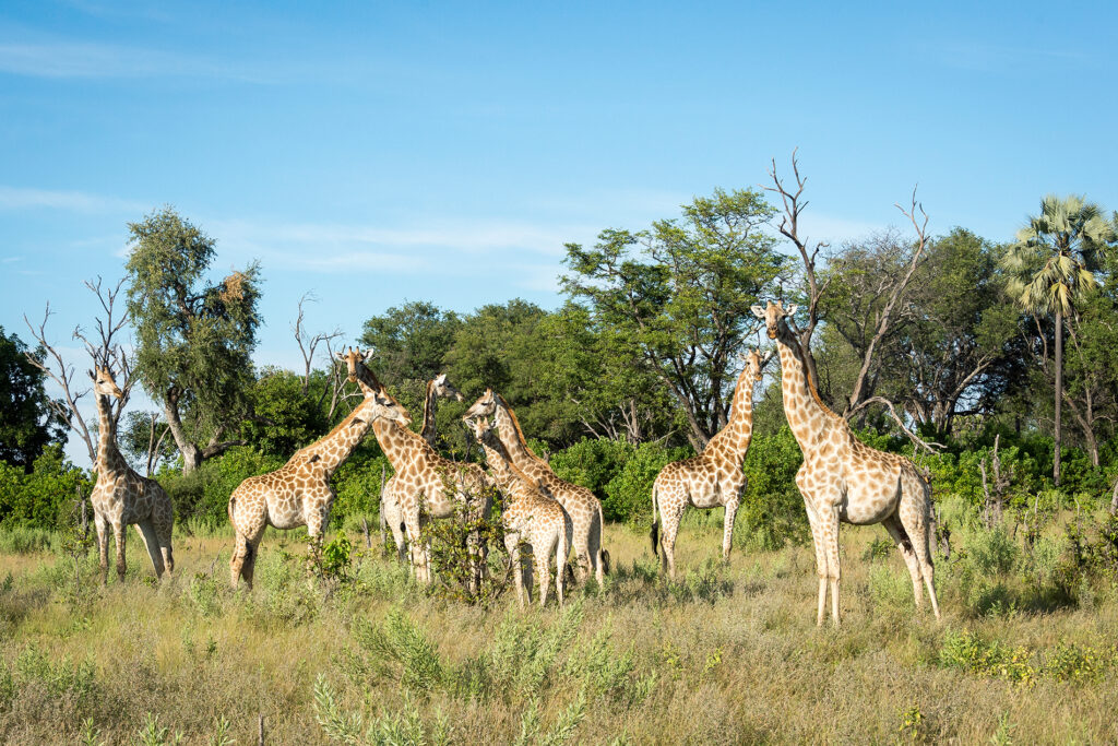 abu-s-camp-lodge-eco-responsable-safari-de-luxe-au-botswana-delta-de-l-okavango-13
