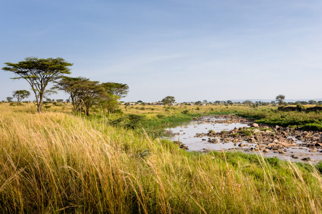 singita-mara-river-tented-camp-parc-national-serengeti-tanzanie-4