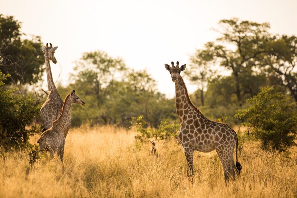 zarafa-camp-safari-dans-la-reserve-privee-de-selinda-au-botswana-111